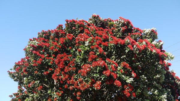 New Zealand Chrismas Tree