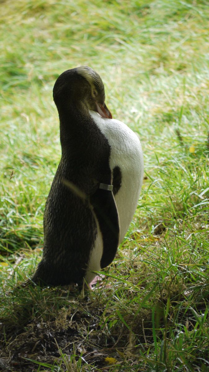 Seelwen und Pinguine