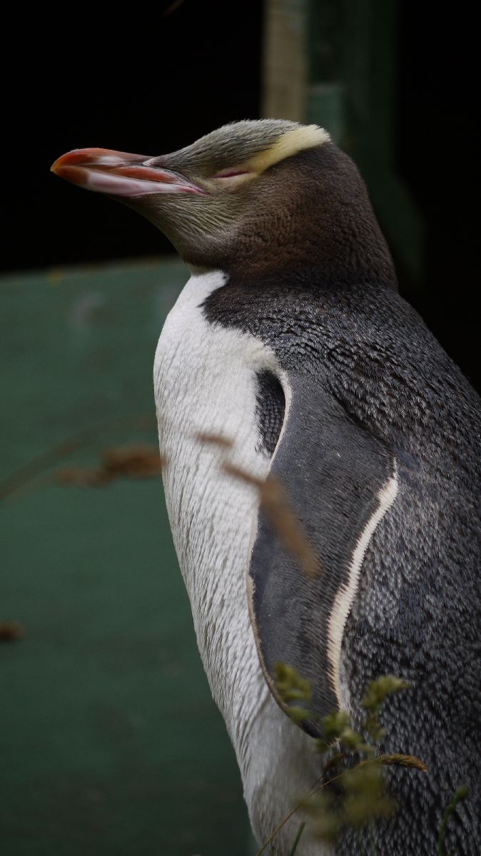 Seelwen und Pinguine